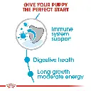 RC-SHN-PuppyMaxi-CV-EretailKit-2_e2aa6ca8-261e-4668-94e8-8010e53d5c8e.webp