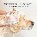 Synergy Labs Veterinary Formula Clinical Care Flea & Tick Shampoo 473ml (3).webp