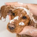 Synergy Labs VFCC Hot Spot & Itch Relief Medicated Conditioner 473ml (16oz) [Volume - 473ml] (3).webp