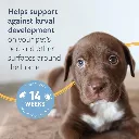 Synergy Labs Veterinary Formula Flea & Tick Spray 237ml (8 Fl Oz) (3).webp