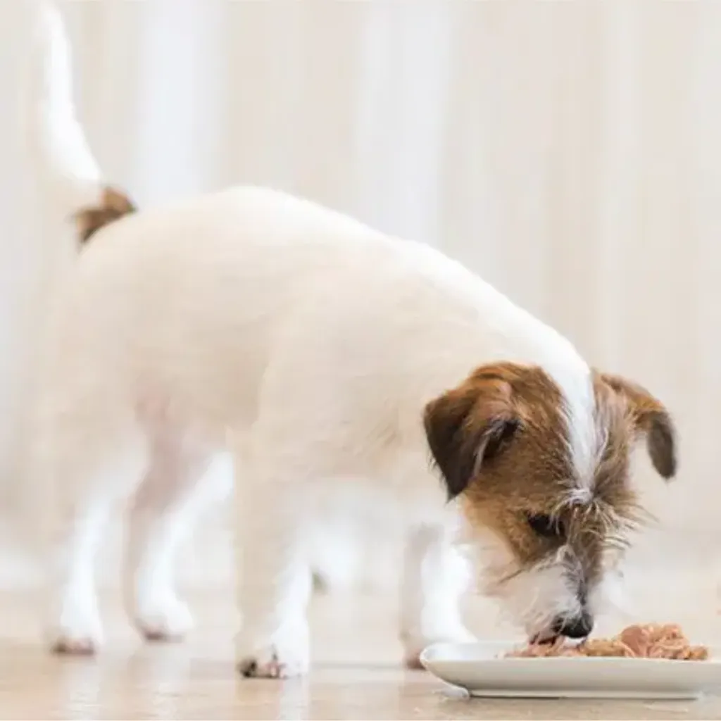 Schesir Dog Wet Food-Chicken Fillets With Lamb[Weight - 340g] (1).webp