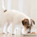 Schesir Dog Wet Food-Chicken Fillets With Lamb[Weight - 340g] (1).webp