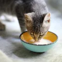 Howbone Goat's Milk Formulated Powder For Cats 300g.webp